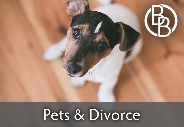 thumbnail for Dogs in Divorce: More States are Treating Pets as People not Property